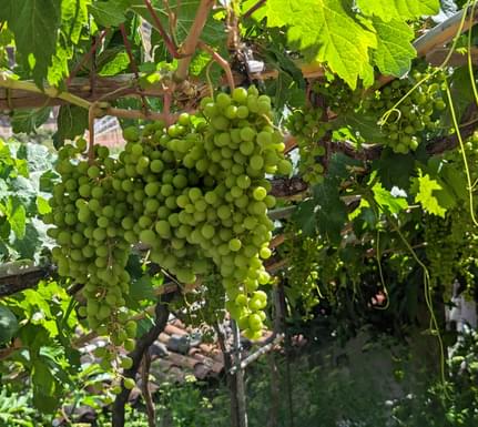 Spain la gomera wine grapes chris bladon pura aventura