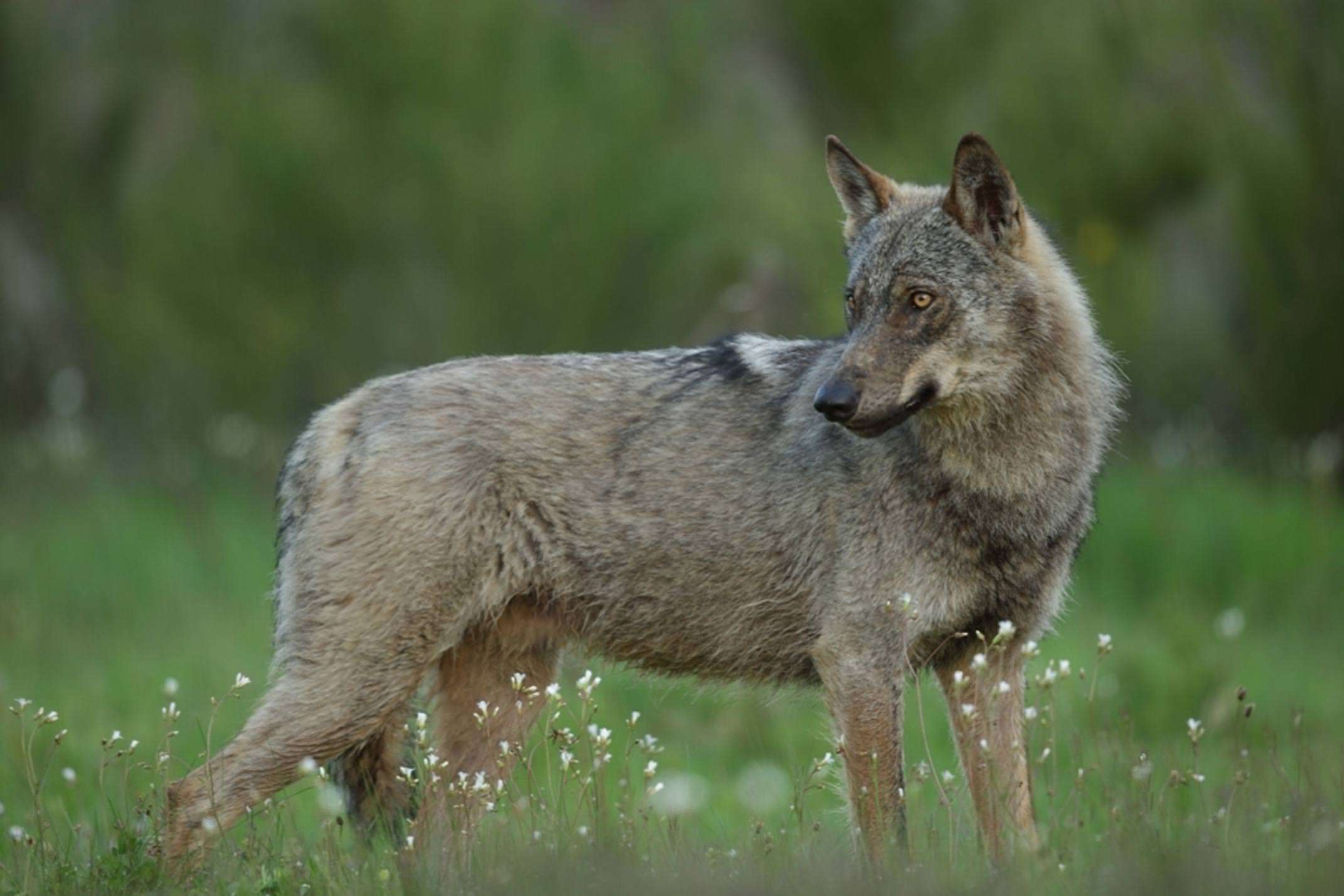 Spain leon wolf close up wild watching spain