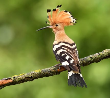 Spain menorca hoopoe canva