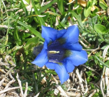 Spain picos de europa blue flower