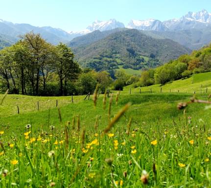 Spain picos de europa flower meadows spring