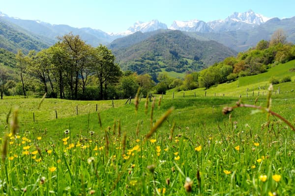 Spain picos de europa flower meadows spring