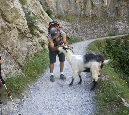Spain picos de europa friendly chamois goat cares gorge