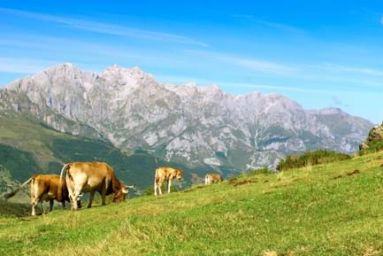 cows grazing in liebana valley