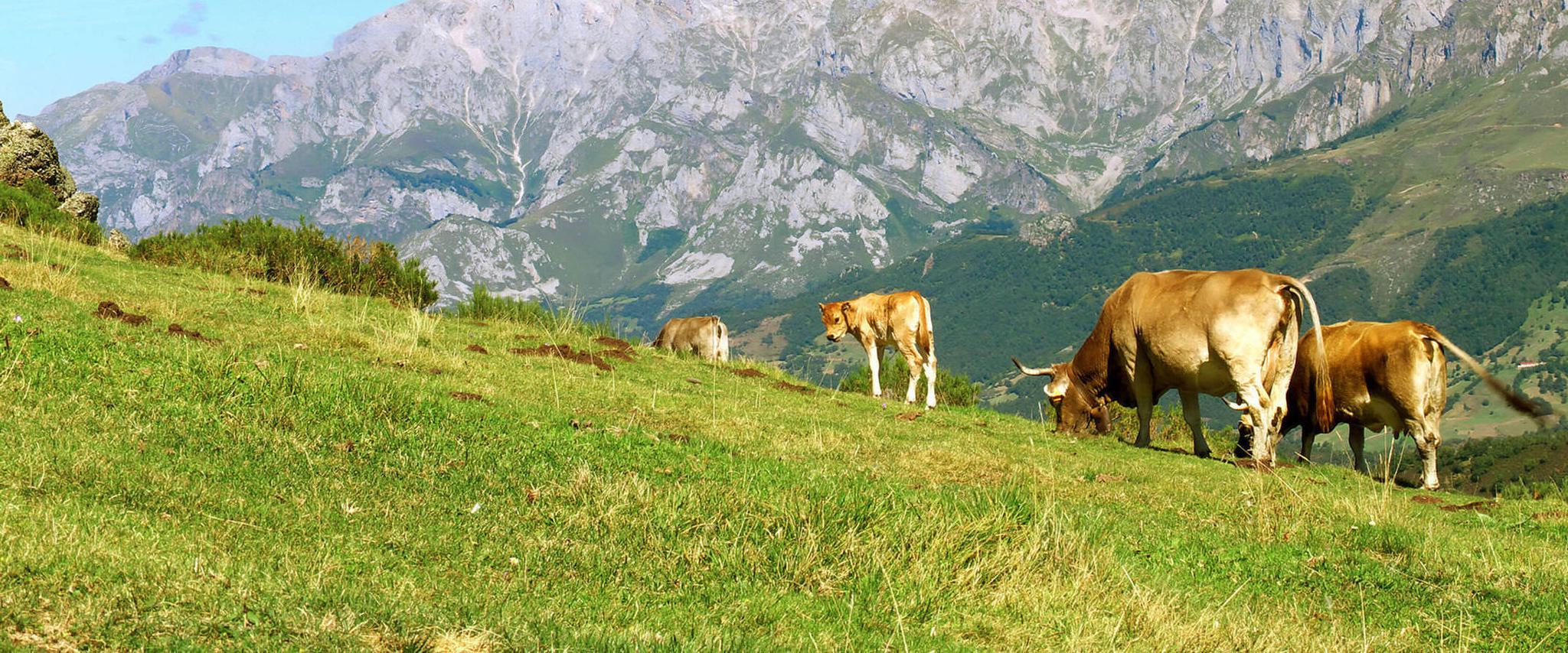 Spain picos de europa liebana c nikholaymikhalchenko