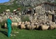Spain picos de europa shepherd high pastures gamoneu cheese