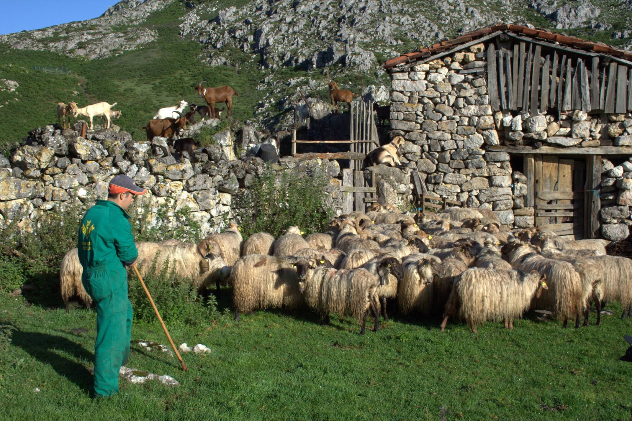 Spain picos de europa shepherd high pastures gamoneu cheese