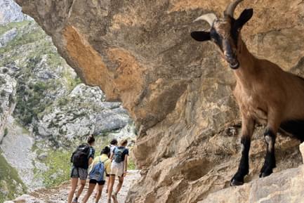 mountain goat in cares gorge