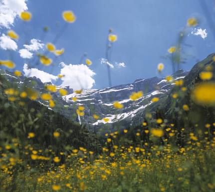 Spain pyrenees aigues tortes yellow meadow mountains ian cummings