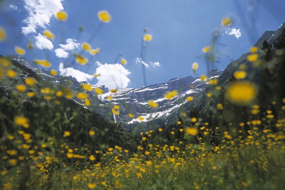 pyrenees spring flowers ordesa