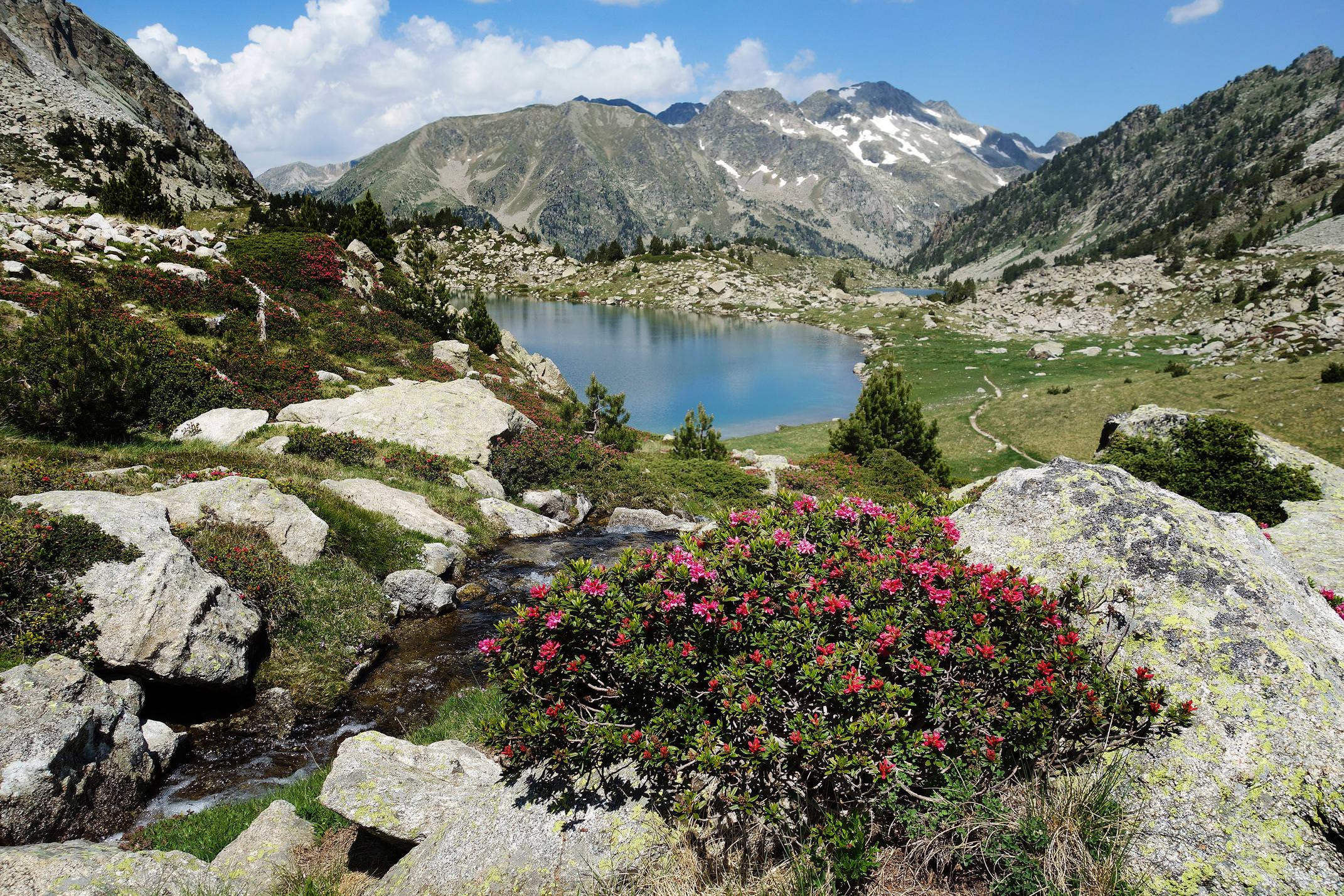 Spain pyrenees catalonia aiguestortes summer roses lake c diego pura