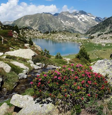 Spain pyrenees catalonia aiguestortes summer roses lake c diego pura