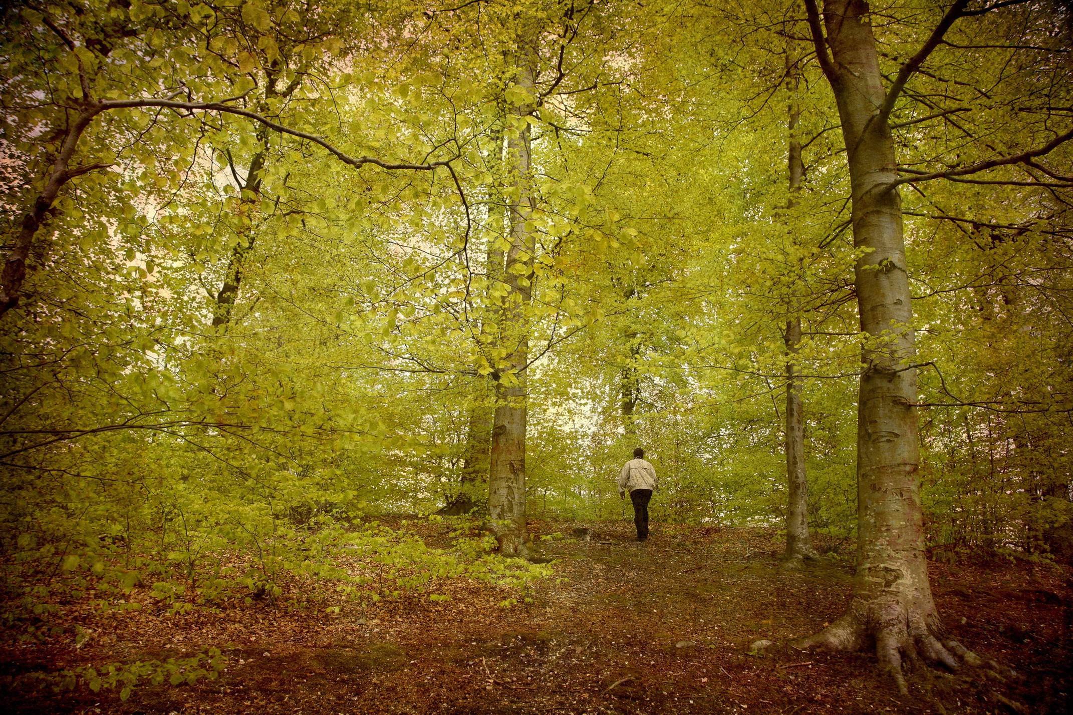 Spain pyrenees hiking irati beech forest