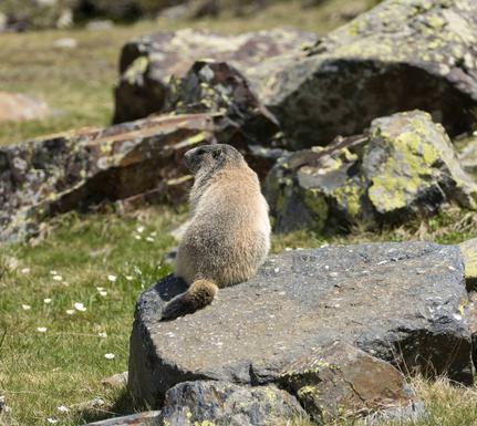 Spain pyrenees huesca aneto hike marmot pura aventura
