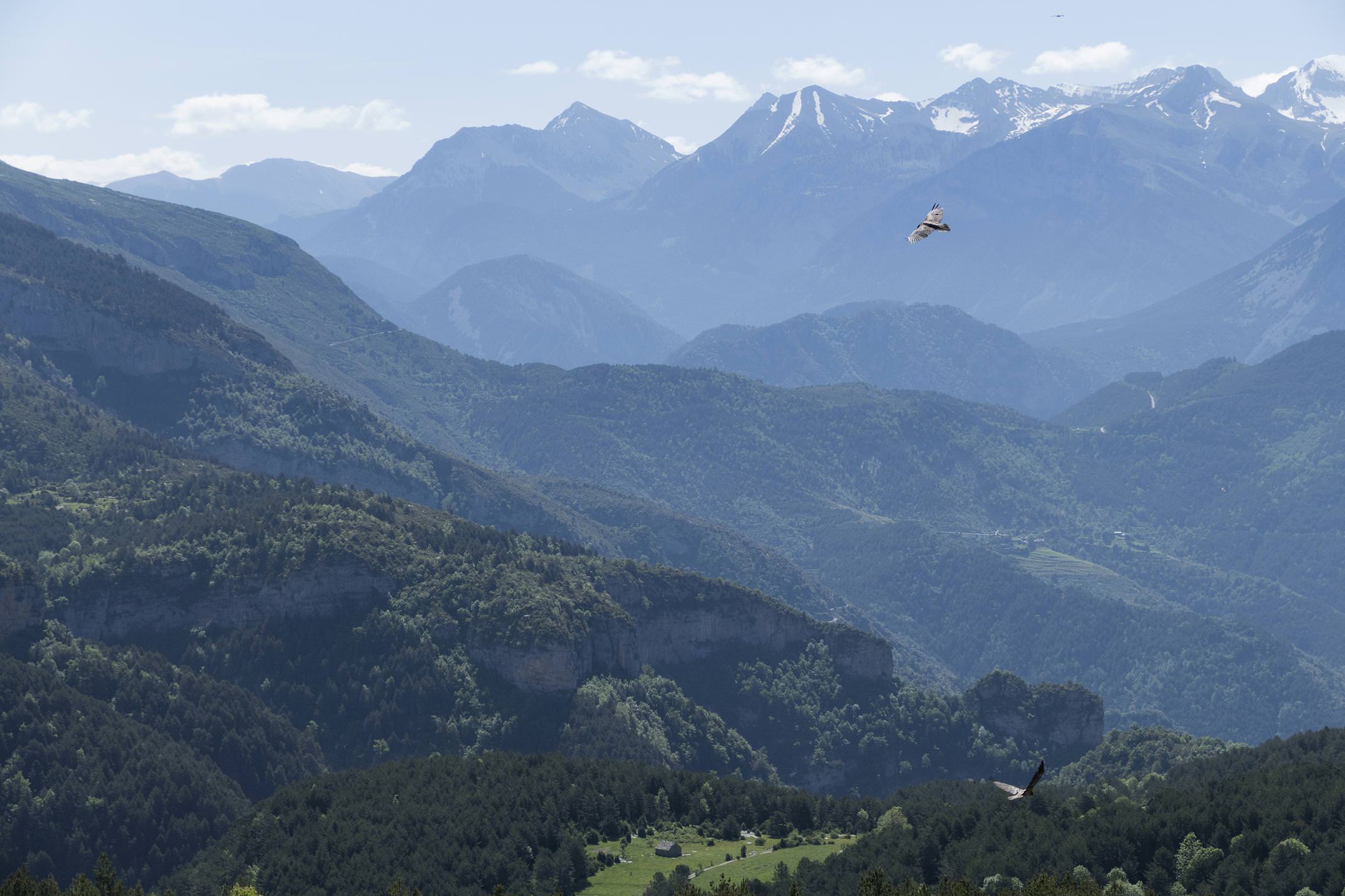 Spain pyrenees huesca ordesa bearded vulture escuain c pura aventura