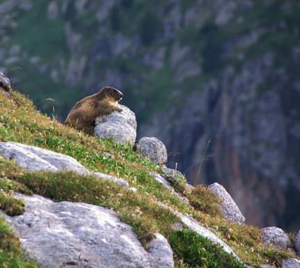 Spain pyrenees marmot c vitjakubski