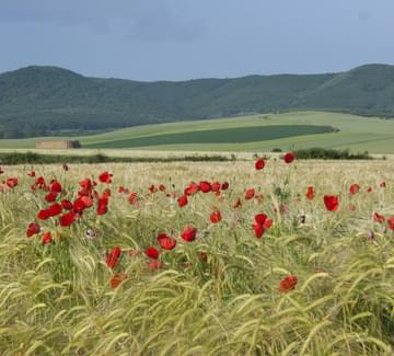 Spain rioja Camino cereals poppy c dmartin 1