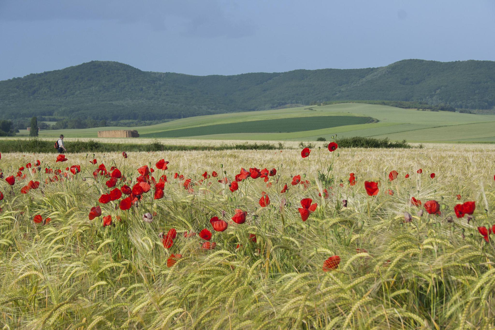 Spain rioja Camino cereals poppy c dmartin