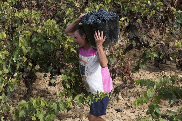 Spain rioja basque harvest 2 c diego