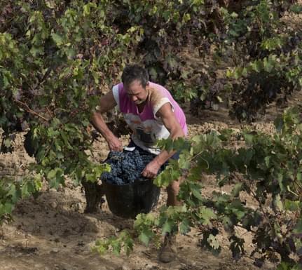 Spain rioja basque harvest 3 c diego