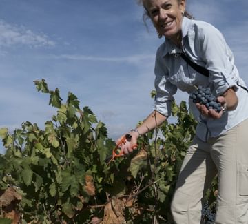 harvesting grapes in la rioja