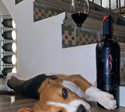Spain rioja beagle red wine luis canas