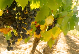 Spain rioja grapes chris bladon