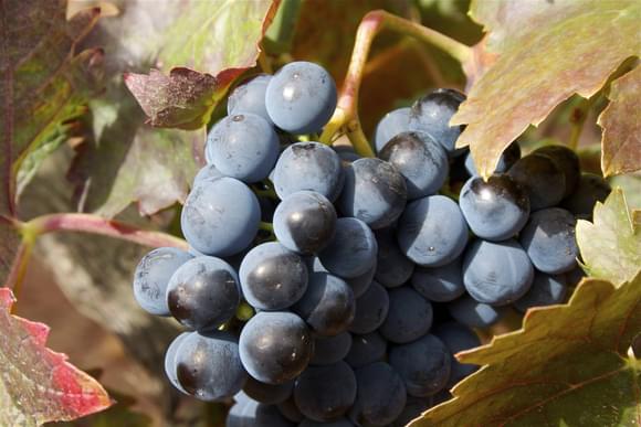 Grapes on vine