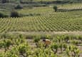 Spain rioja villabuena luis cañas winery vineyards worker c dmartin