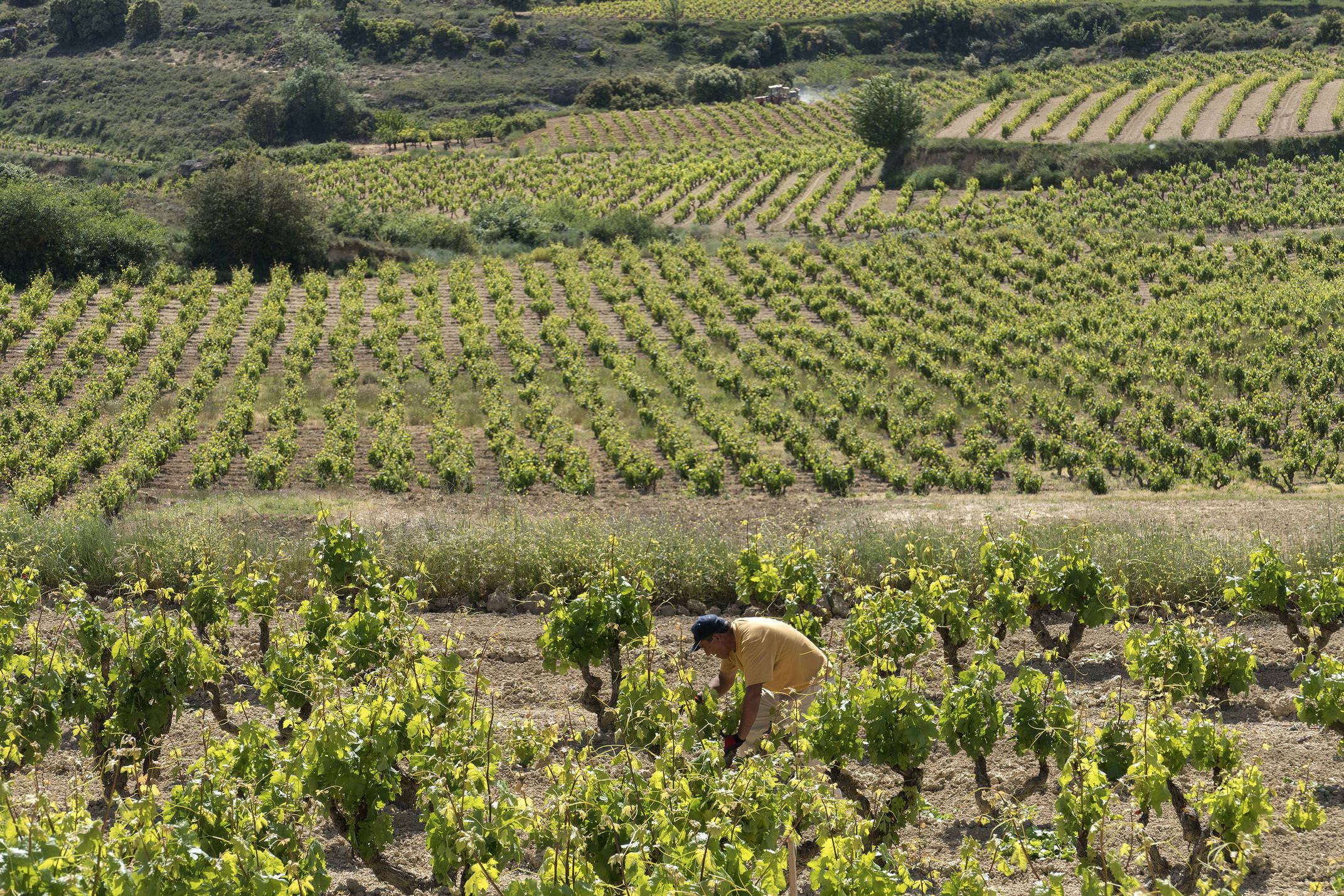 Spain rioja villabuena luis cañas winery vineyards worker c dmartin