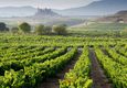 Spain rioja vineyard and san vicente de la sonsierra as background la rioja