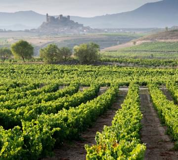 Spain rioja vineyard and san vicente de la sonsierra as background la rioja