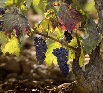 close up of grapes rioja vineyard