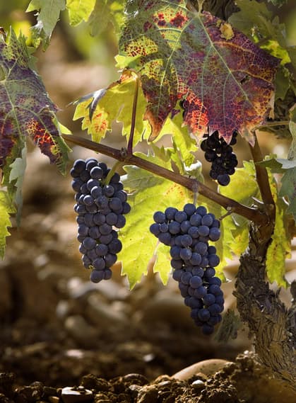 Spain rioja vineyard