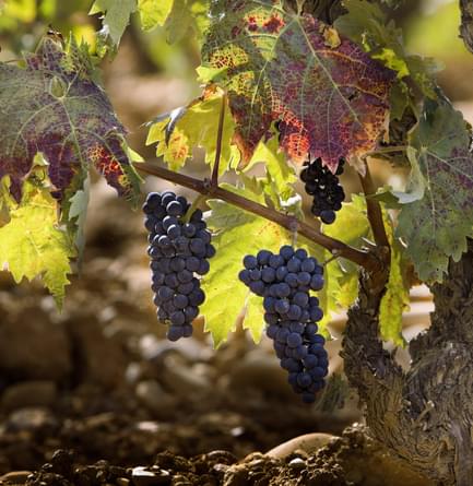 Spain rioja vineyard