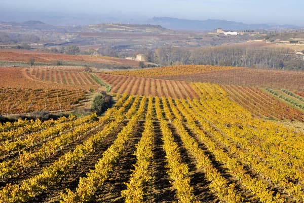 Spain rioja vineyards in autumn la rioja spain