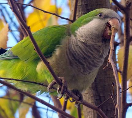 Spain andalucia cadiz monk parakeet chris bladon pura