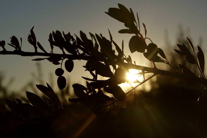 Spain andalucia casa olea watchtower walk olives sunset copyright chris bladon jan 2019