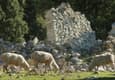 Spain andalucia sheep cortijo zuheros walk copyright chris bladon pura aventura