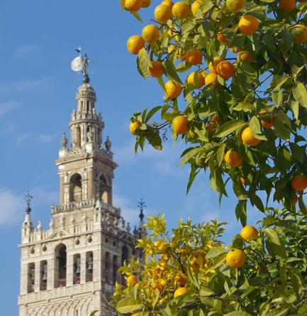 giralda tower seville orange tree