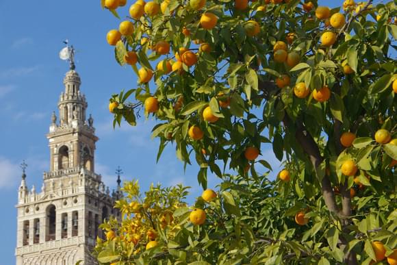 giralda tower seville orange tree