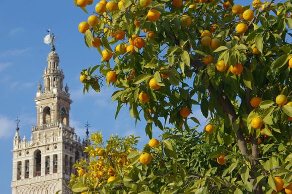 seville orange trees framing giralda cathedral tower