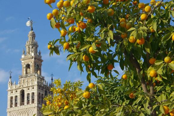 orange trees framing giralda tower in seville