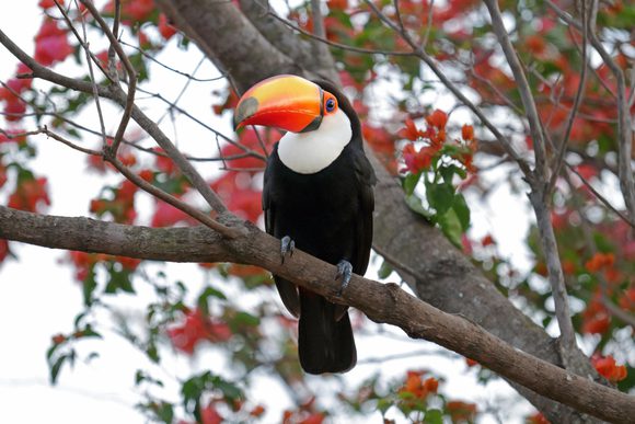 a toco toucan in a colourful tree