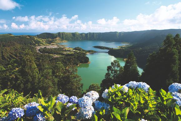 hydrangeas at sete cidades viewpoint