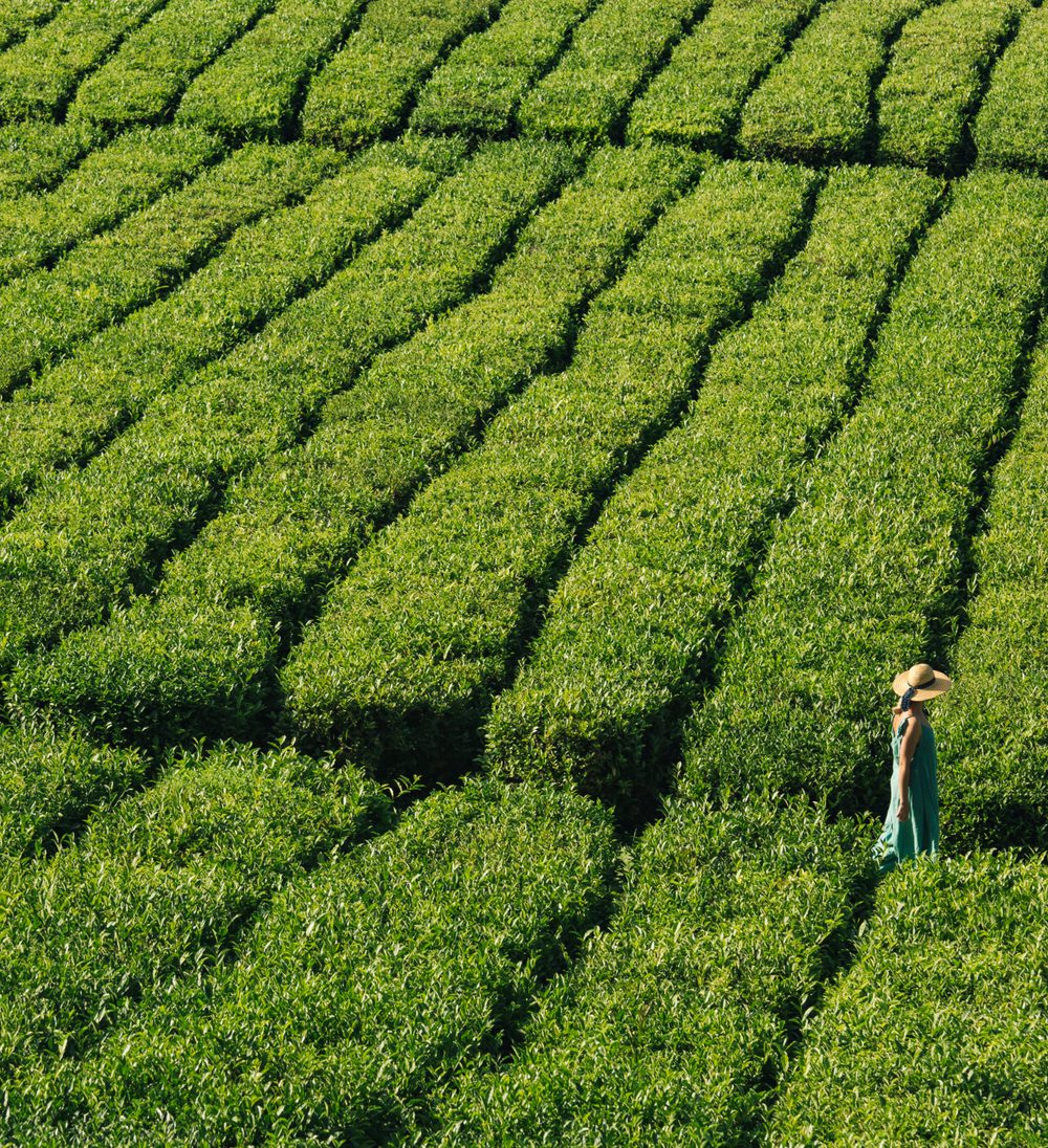 Azores Essentials Tea Azores Family Adventure Escape | Pura Aventura