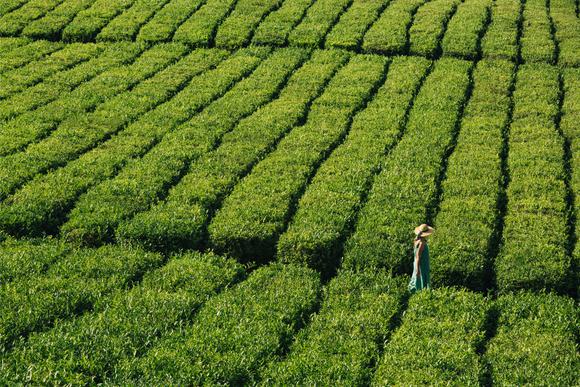 strolling through tea plantations in sao miguel