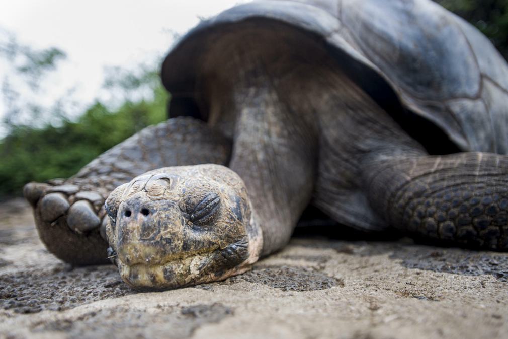 GALAPAGOS 1120180829 76980 1s46y9r