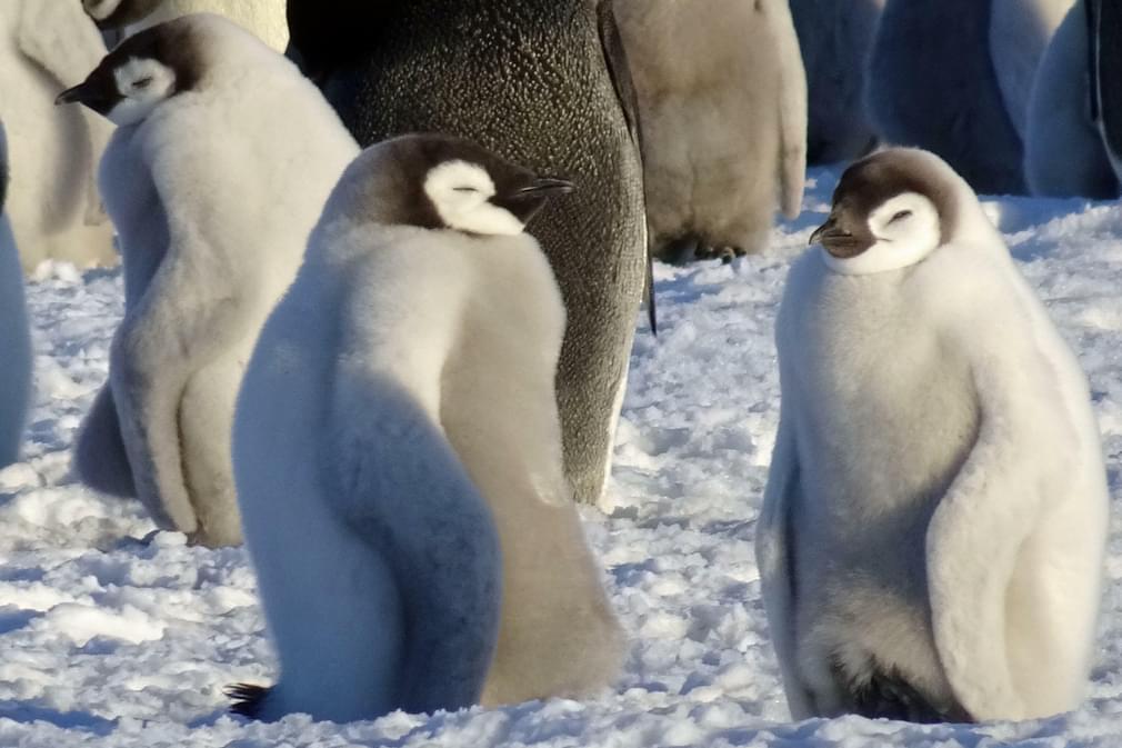 Antarctica emperor penguins c pura client sandra thomas2