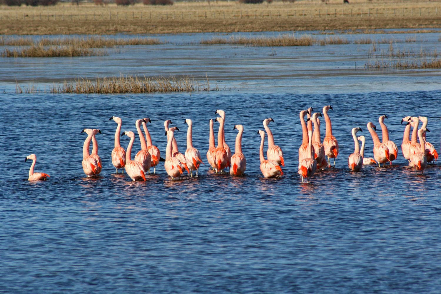 Argentina patagonia ruta 40 chubut flamingoes c jeremy wood